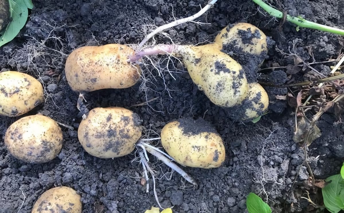 Farm frites doorwas