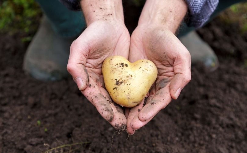 Westhoeve Potatoes