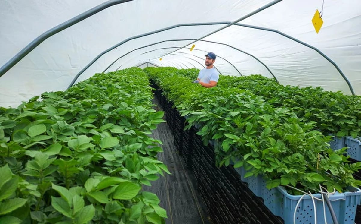 Aroostook farms tunnels