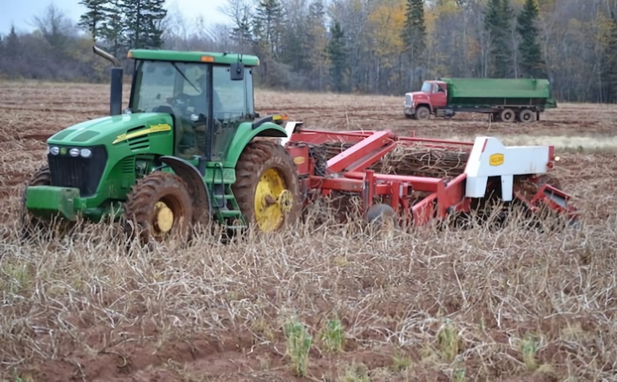 Prince edward island potato harvest