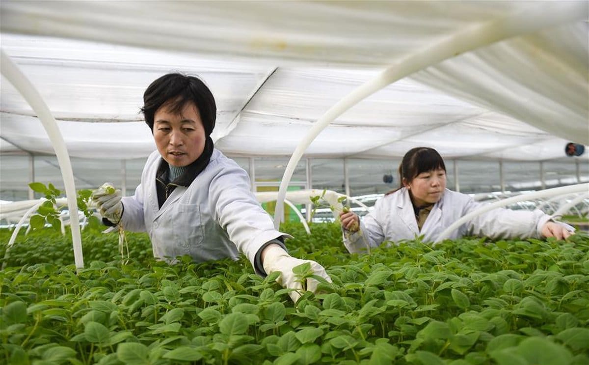 Hi tech potato industry boosts poverty alleviation in china