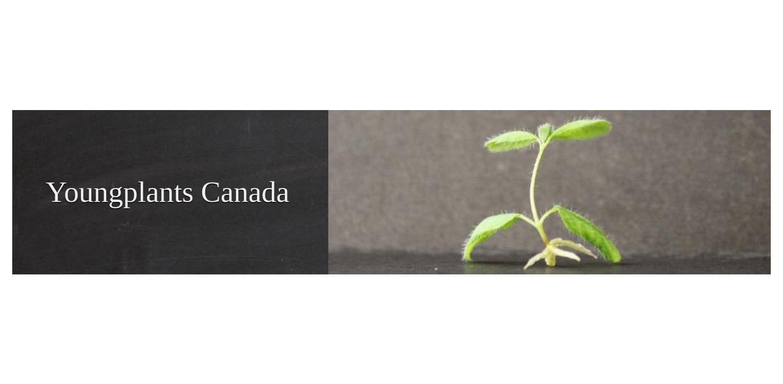 Youngplants Canada logo